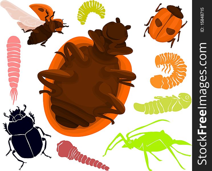 Set of a various beetles. Set of a various beetles