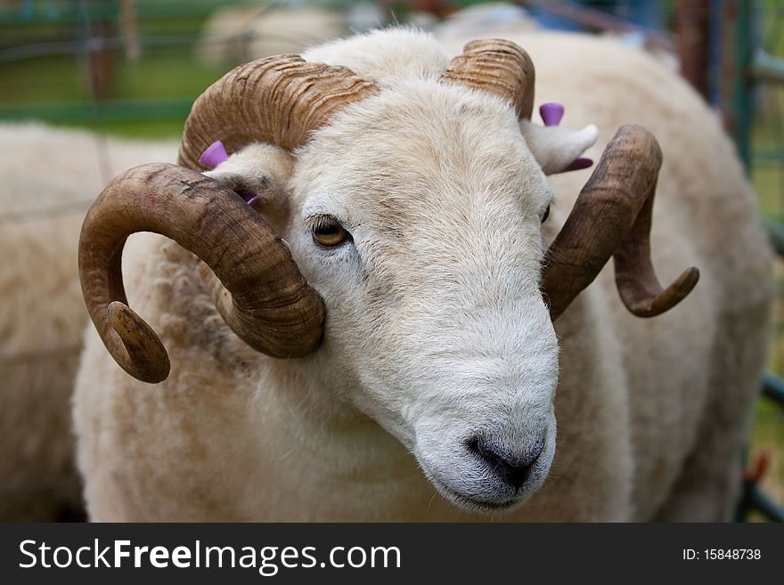 A Welsh mountain ram with a fine set of horns and ear tags. A Welsh mountain ram with a fine set of horns and ear tags