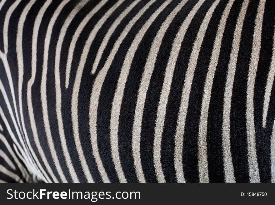 Closeup of zebra skin (background). Closeup of zebra skin (background)