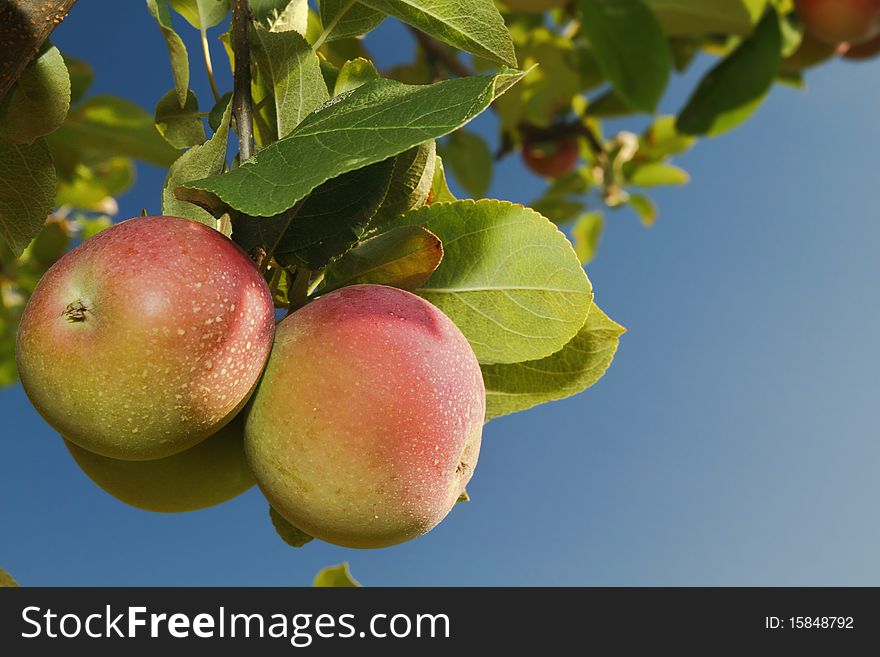 Ripe apples on a tree branch against blue sky. Ripe apples on a tree branch against blue sky