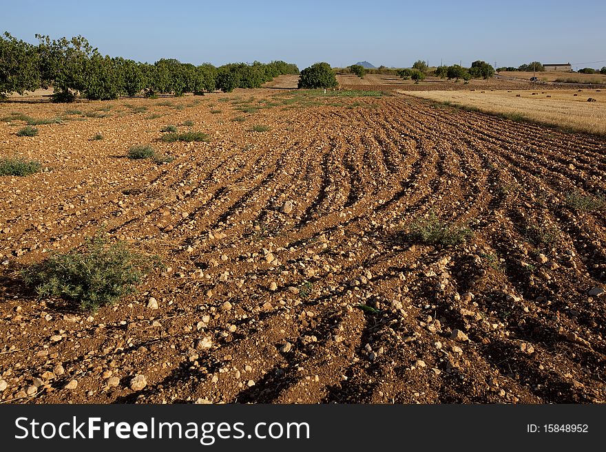 Field, ploughed after the harvesting. Field, ploughed after the harvesting