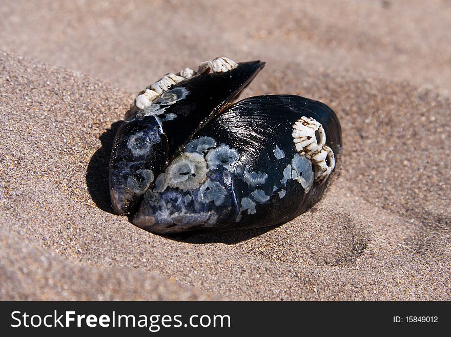 Closeupview of a mussel in the sand