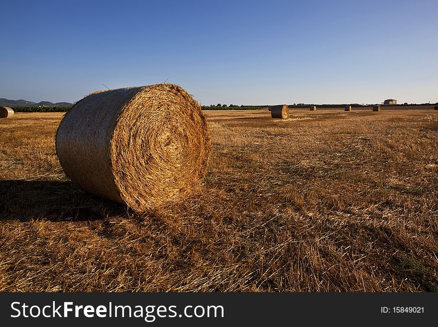 Rolled Straw At The Summer Field