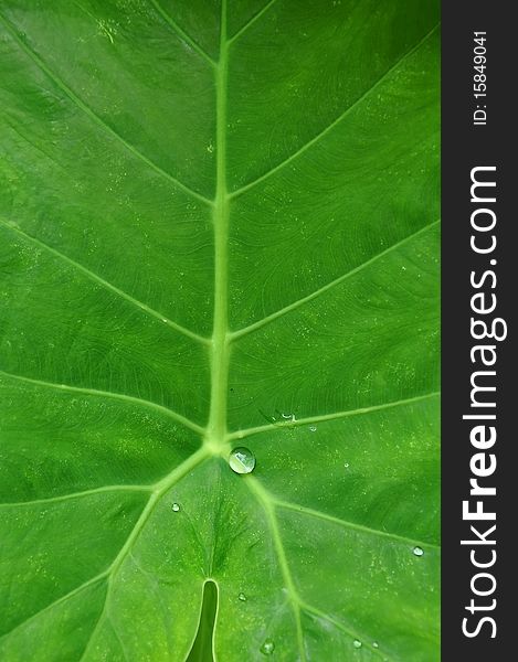 Green Leaf With Water Drop