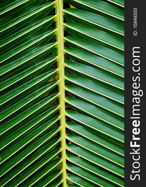 Green coconut leaf structure view