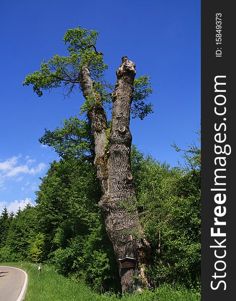 Oak tree 1000 years old