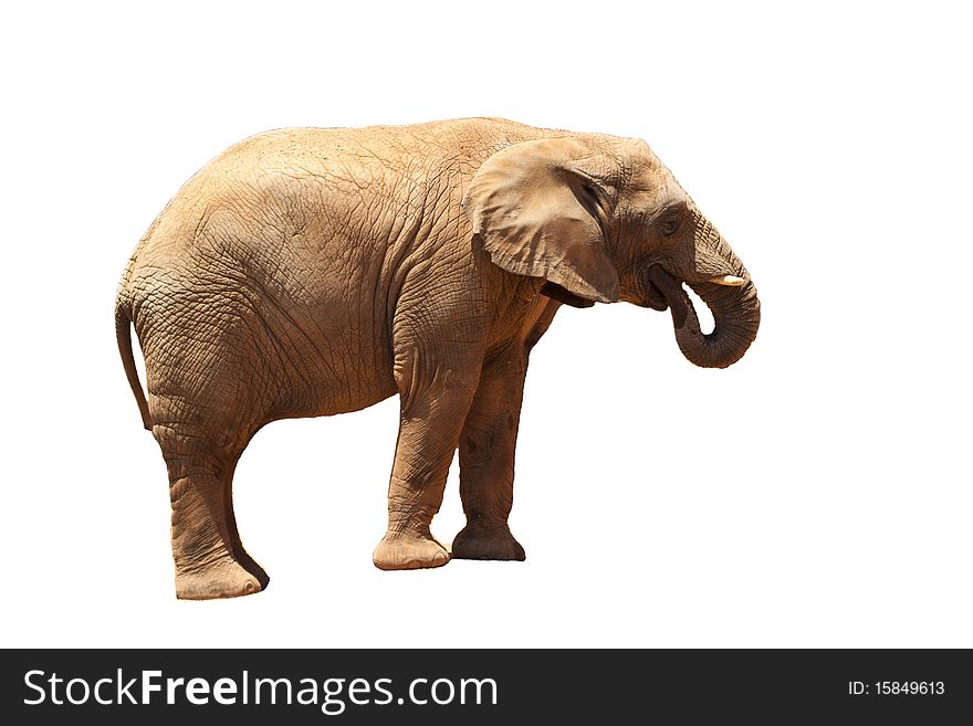 Elephant drinking water on a white background