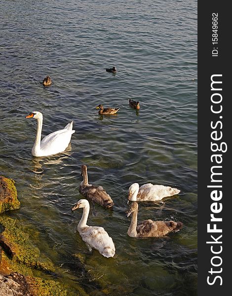Mute swan with young animals and ducks at Lake Garda, Italy, Europe
