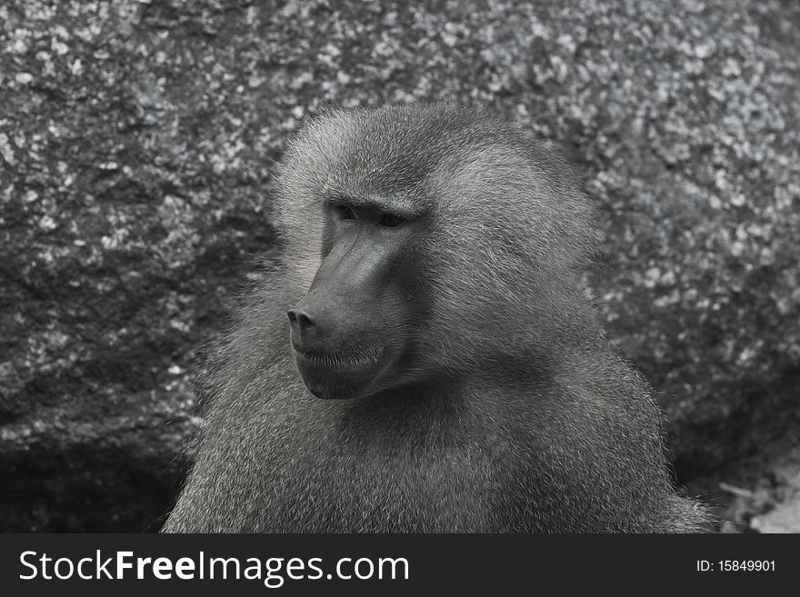Baboon In Black And White