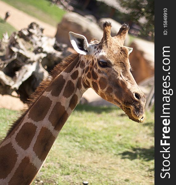 Giraffe head closeup on natural background