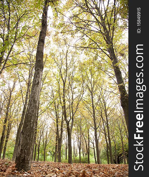 Autumn in the park. Outdoor.