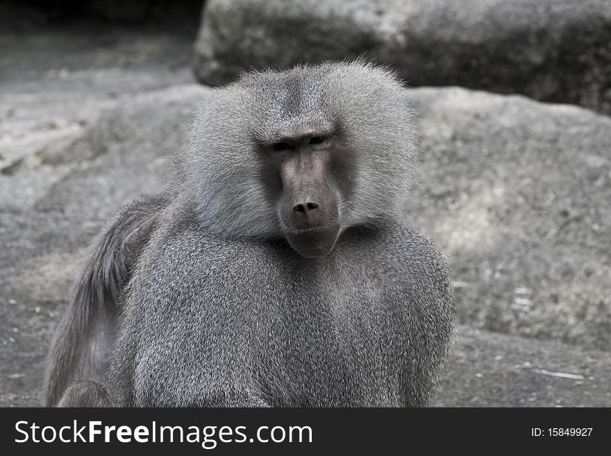 Baboon Looking At You