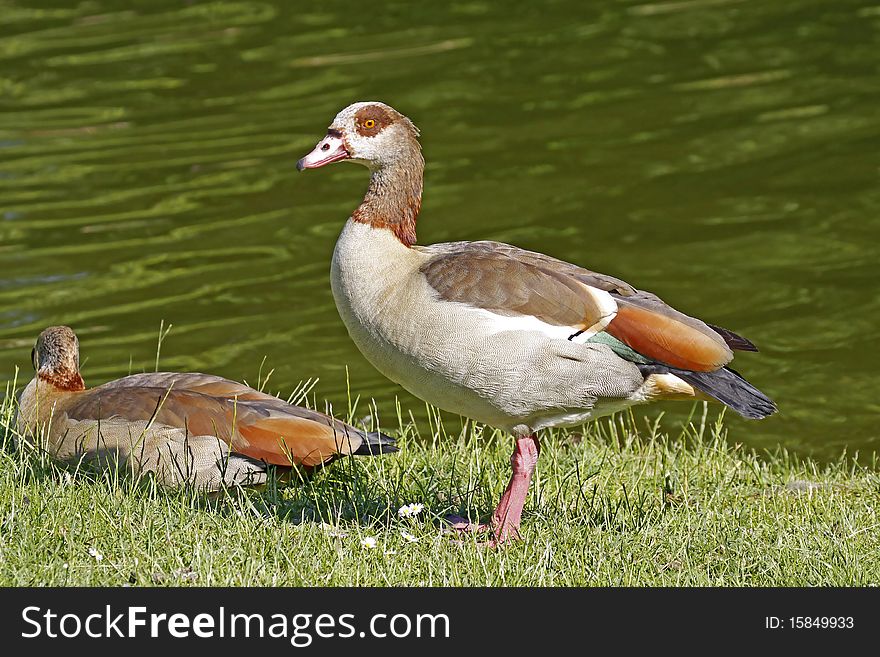 Egyptian Goose (Alopochen aegytiacus) at a little pond,in Germany, Europe