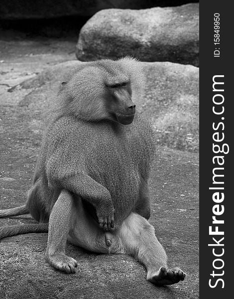 Alpha animal sitting on a rock in the zoo. August 2010. Black & white shot. Alpha animal sitting on a rock in the zoo. August 2010. Black & white shot.