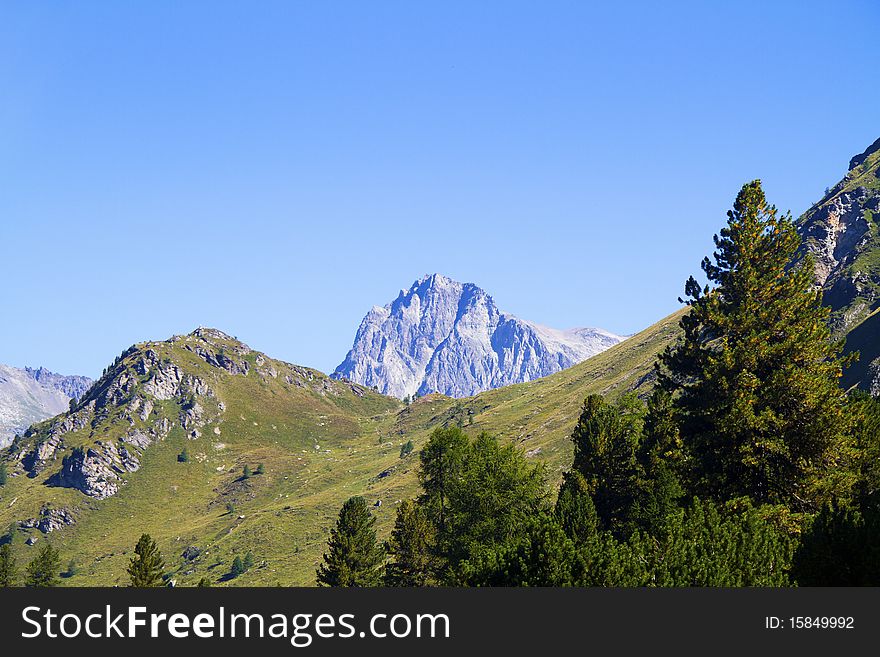 Mountain pine forest and blue sky