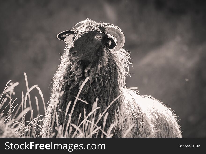 Close up of beautiful happy sheep in pyrennees mountains, looking at camera, in black and white