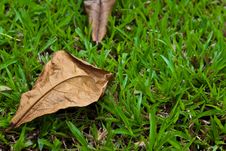 Dry Leaf On The Ground Stock Image