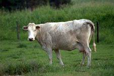 Dairy Cow Stock Images Dairy Cow Stock Images