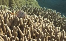 Fish Over Coral Reef, Australia Stock Images Fish Over Coral Reef, Australia Stock Images