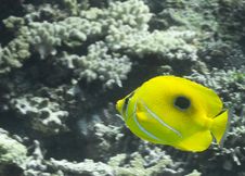 Fish Over Coral Reef, Australia Stock Photos
