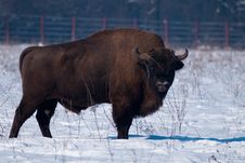 European Bison (Bison Bonasus) In Winter Royalty Free Stock Photos European Bison (Bison Bonasus) In Winter Royalty Free Stock Photos