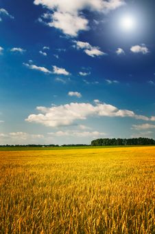 Amazing Yellow Field Of Wheat. Stock Photo Amazing Yellow Field Of Wheat. Stock Photo