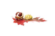 Nice Autumn Leaves And Chestnuts On A White. Royalty Free Stock Photos