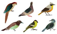 Set Of Different Birds. Royalty Free Stock Image Set Of Different Birds. Royalty Free Stock Image