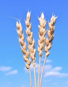 Ears Of Wheat Against The Blue Sky Stock Image Ears Of Wheat Against The Blue Sky Stock Image