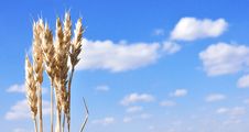 Ears Of Wheat Against The Blue Sky Royalty Free Stock Photo Ears Of Wheat Against The Blue Sky Royalty Free Stock Photo