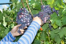 A Hand Is Picking A Grape In The Vineyard Royalty Free Stock Photos A Hand Is Picking A Grape In The Vineyard Royalty Free Stock Photos
