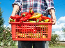 Fresh Vegetable In Basket Stock Image Fresh Vegetable In Basket Stock Image