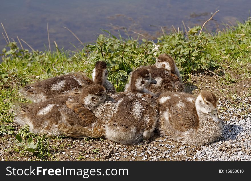 Young Egyptian Gooses (Alopochen aegytiacus) at a little pond in Germany, Europe. Young Egyptian Gooses (Alopochen aegytiacus) at a little pond in Germany, Europe