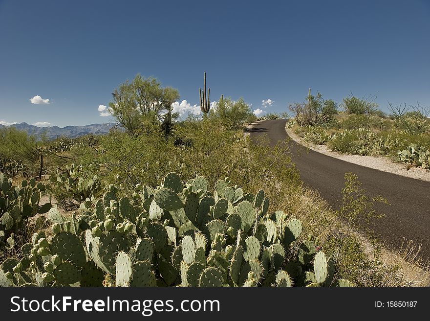 Fields of cacti in the Sonoran Desert. Fields of cacti in the Sonoran Desert