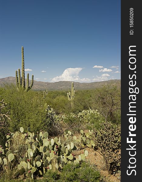 Cacti in the Sonoran Desert