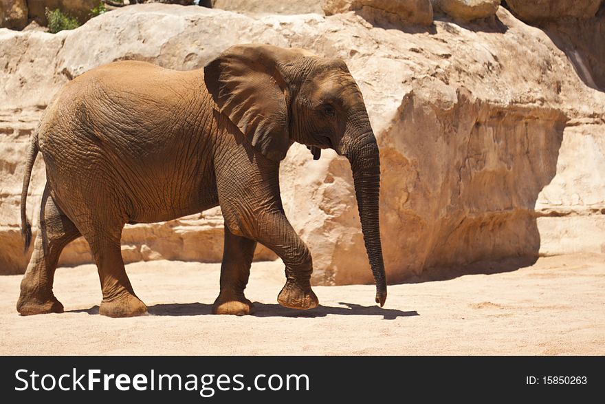 Elephant baby in a natural environment