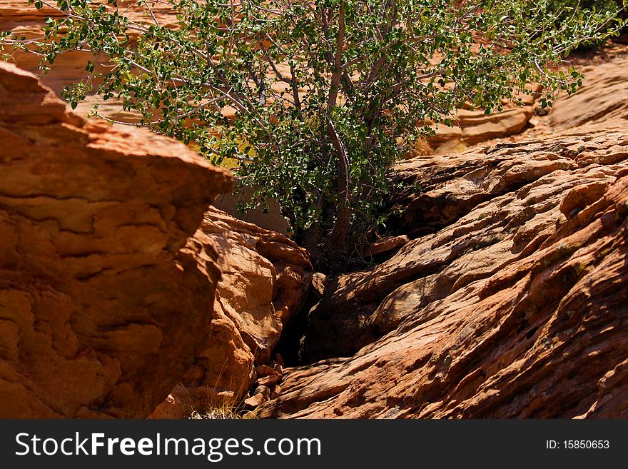 A tree among sandstone in the desert.