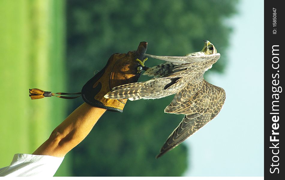 Hunting falcon