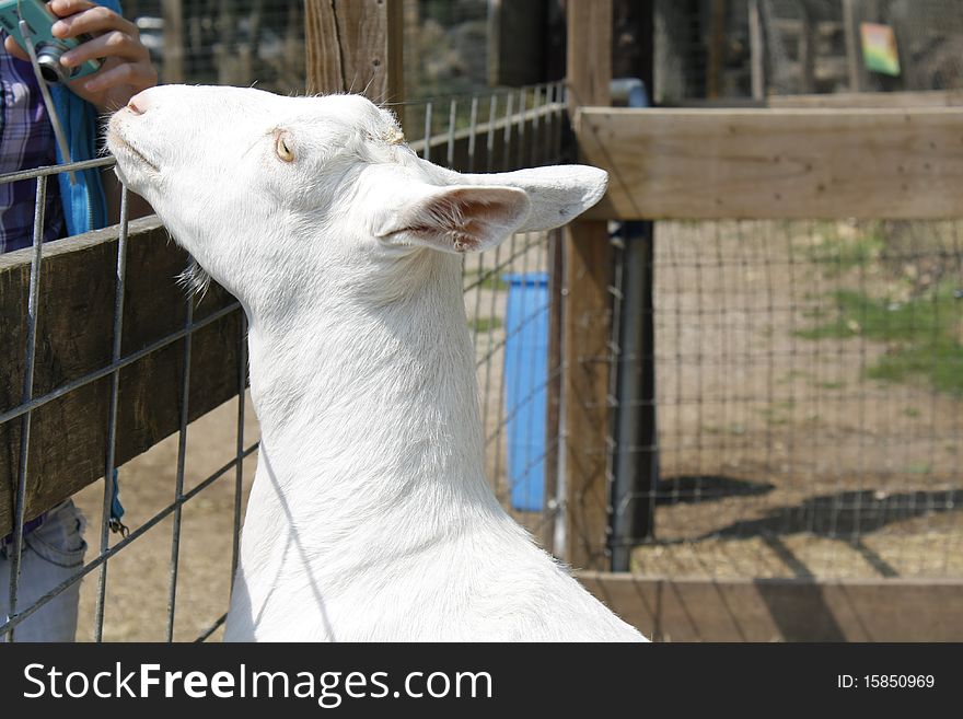 Goat begging for food