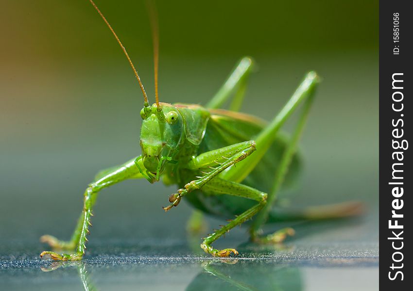 Close-up shot of a grasshopper sitting on a shiny surface. Close-up shot of a grasshopper sitting on a shiny surface