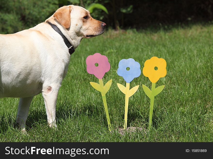 Artificial flowers with Labrador dog