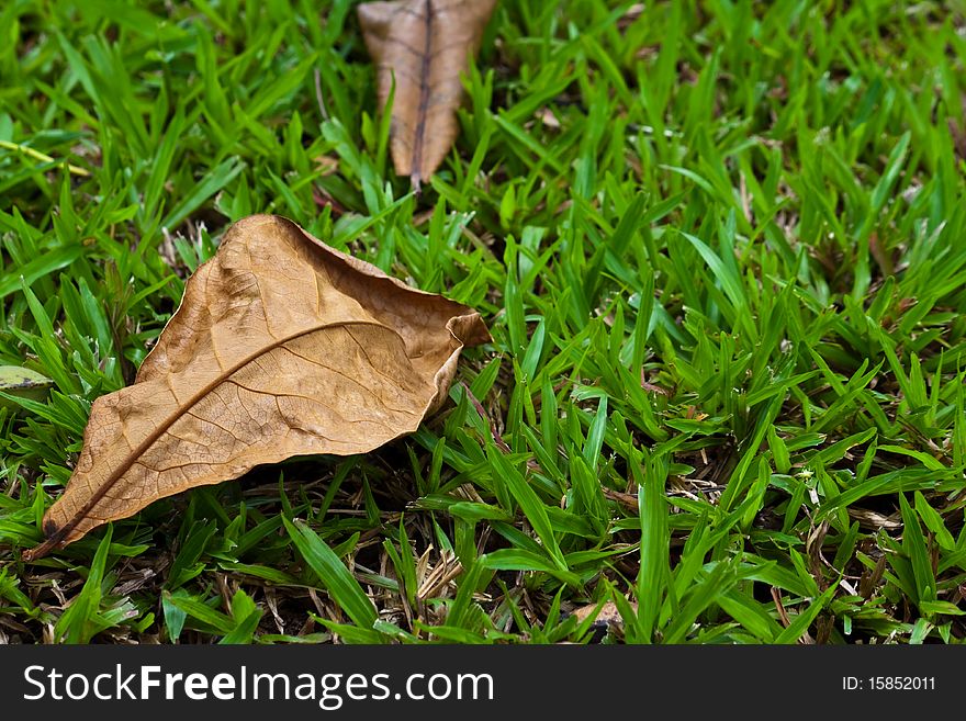 A dry leaf on the ground