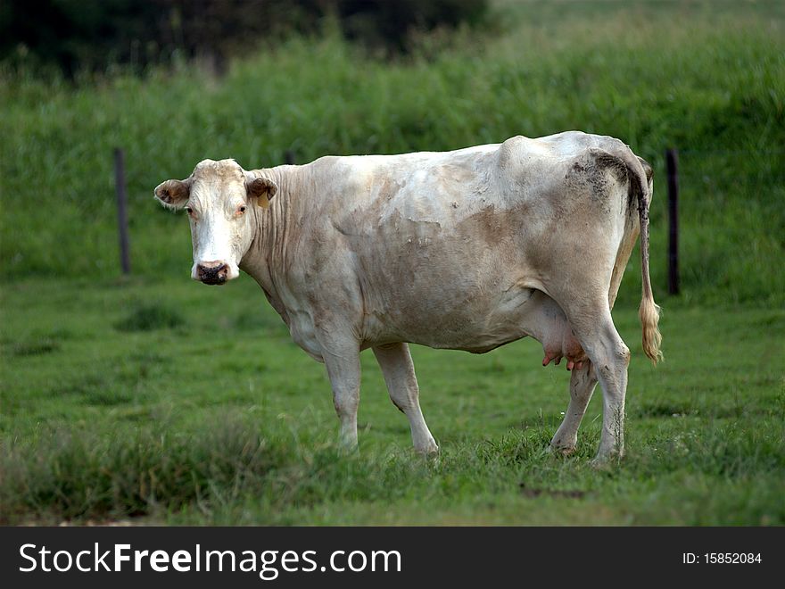 A dairy cow standing in a pasture contemplating the afternoon, awaiting milking time