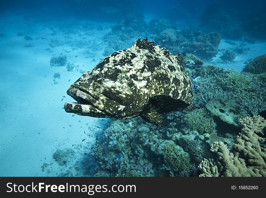 Diving in the great barrier reef, australia. Diving in the great barrier reef, australia