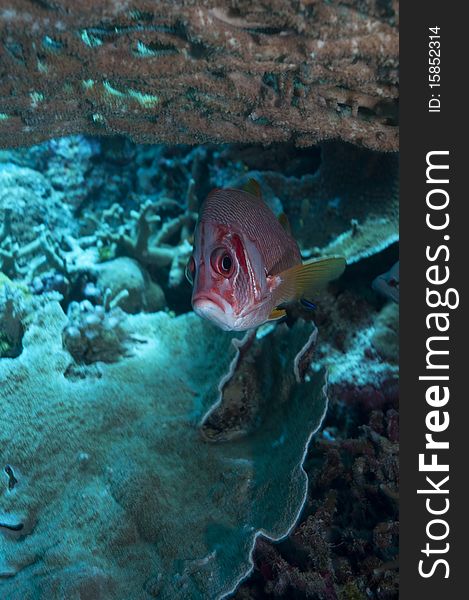 Diving The Great Barrier Reef