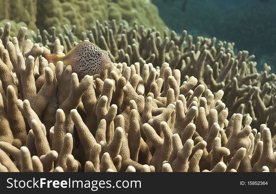 Fish over Coral reef, australia