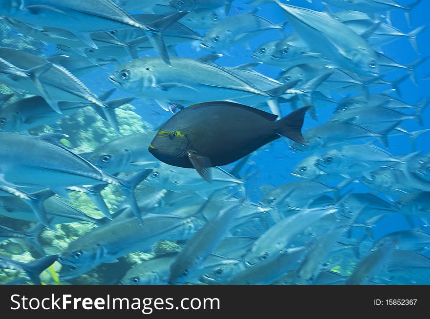 Fish hiding in a school of jacks, australia