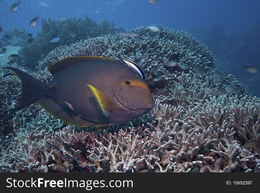 Fish Over Coral Reef, Australia