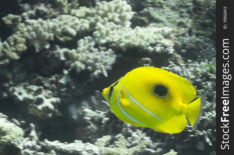 Fish Over Coral Reef, Australia