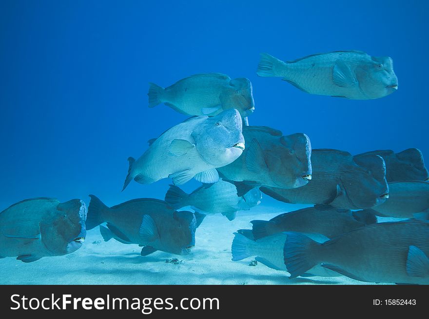 School of humphead fish, great barrier reef